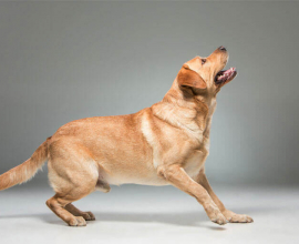 German Shepherd For Sale